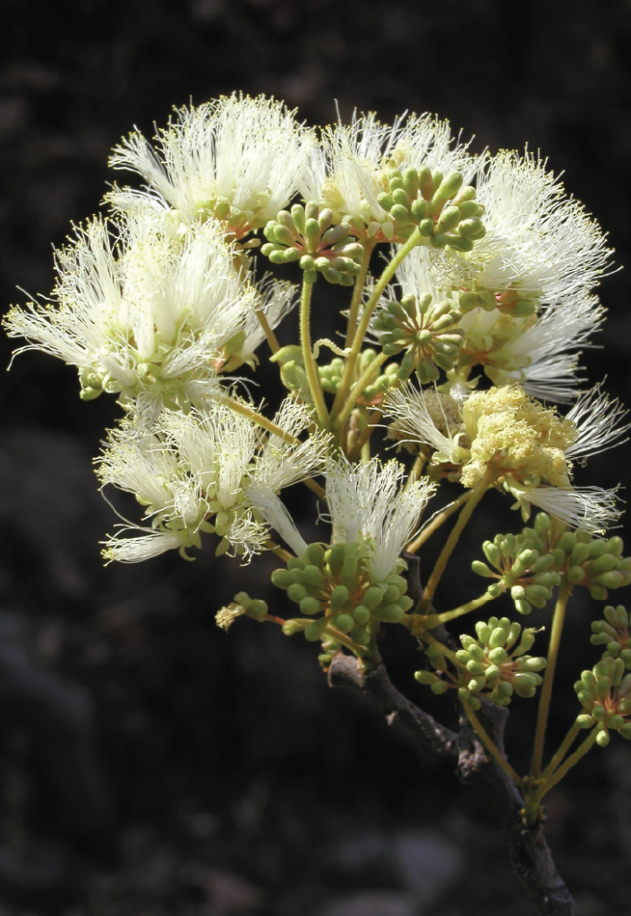 Albizia amara