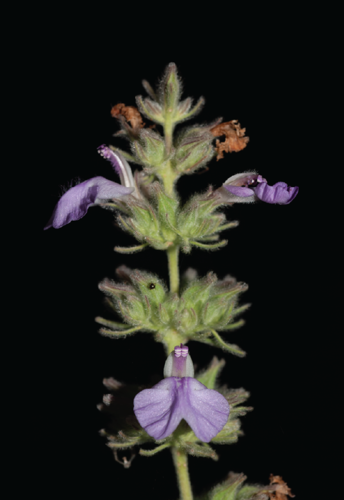 Anisomeles malbarica