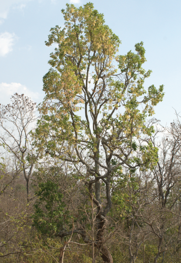 Anthoshorea roxburghii