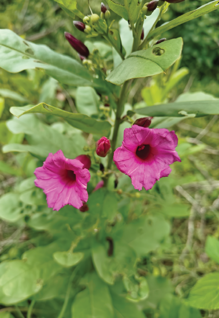 Argyreia cuneata