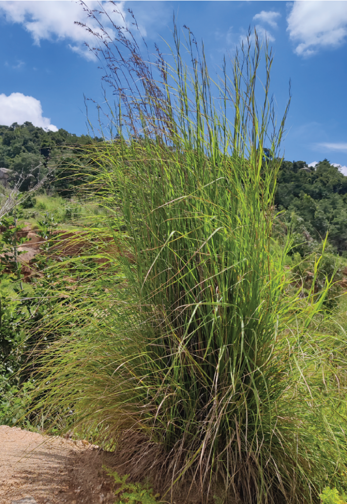 Aristida setecea