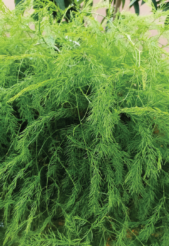 Asparagus racemosus