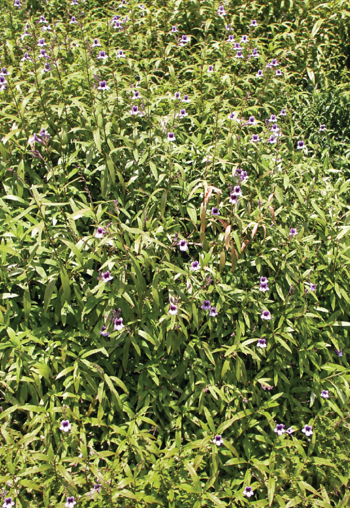 Asystasia chelonoides