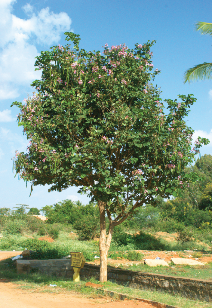 Bauhinia purpurea