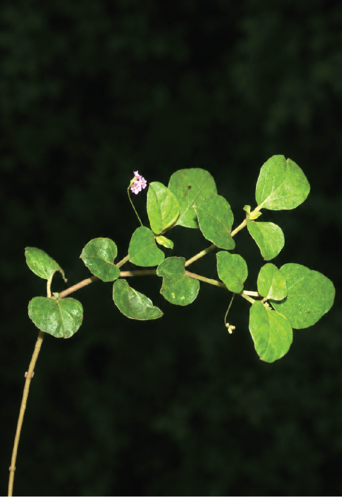 Boerhavia diffusa