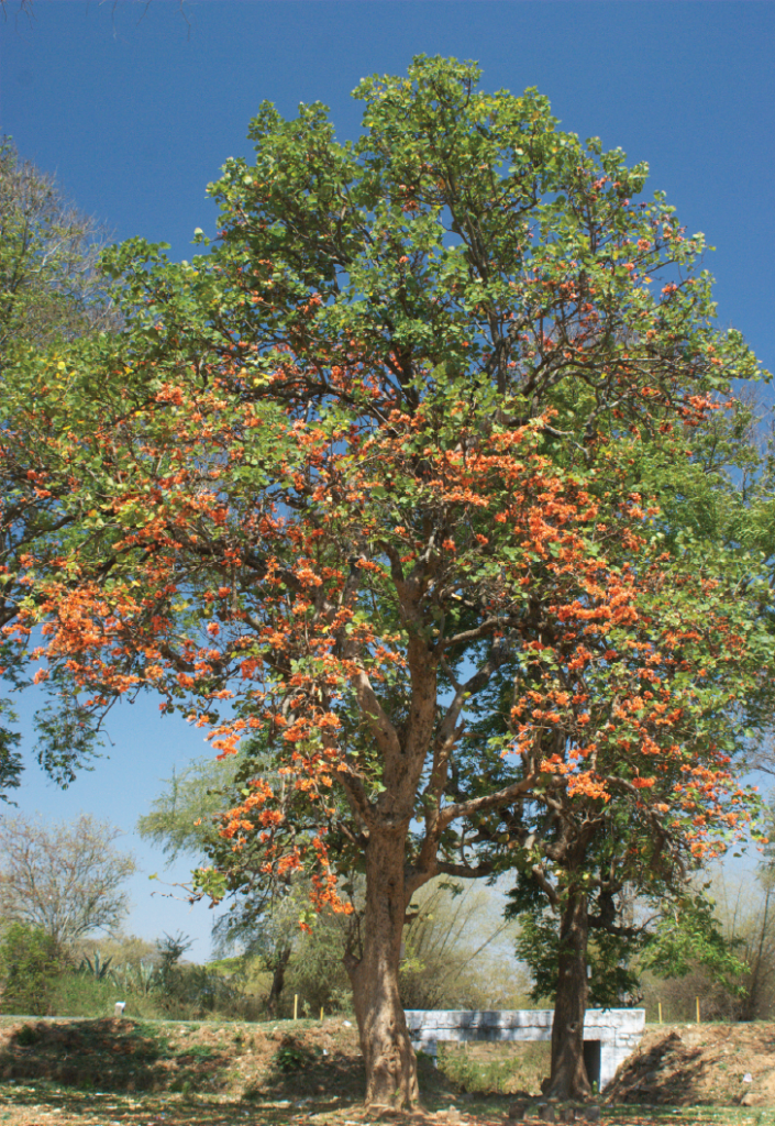 Butea monosperma