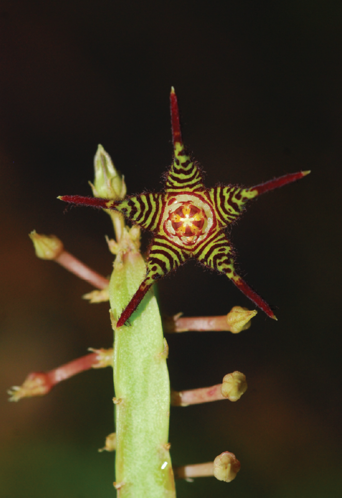 Caralluma attenuata