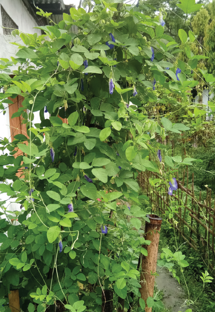 Clitoria ternatea