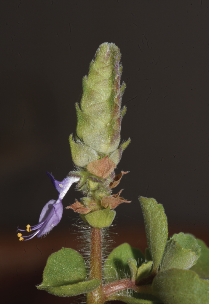 Coleus caninus subsp. caninus