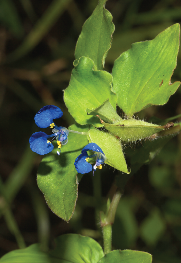 Commelina benghalensis