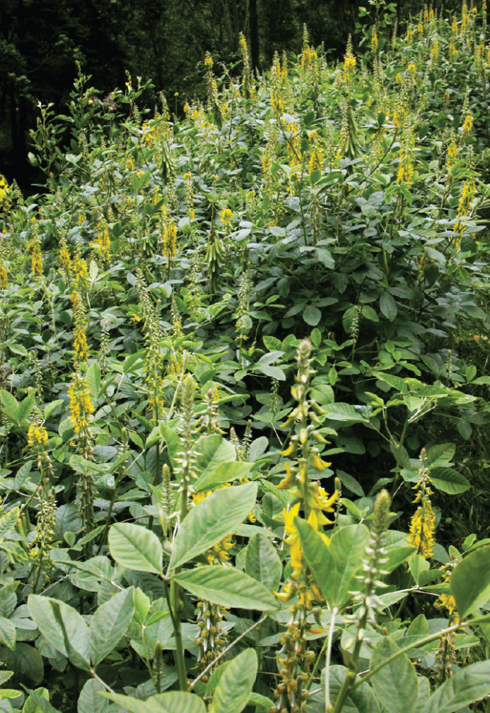 Crotalaria retusa