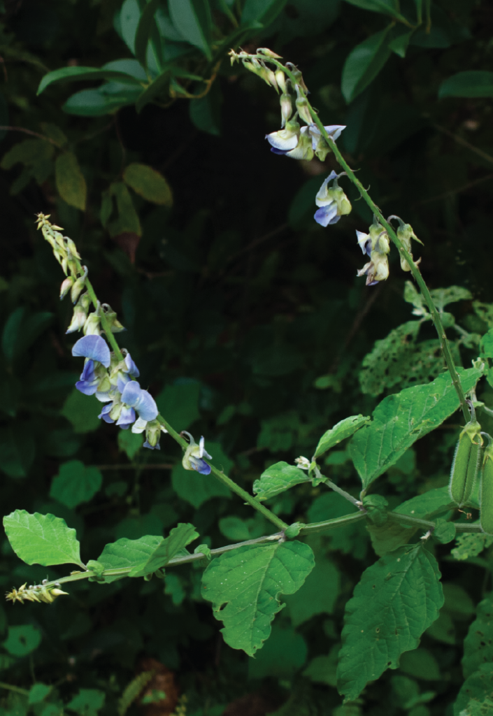 Crotalaria verrucosa