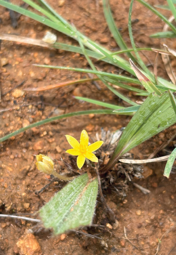 Curculigo orchioides