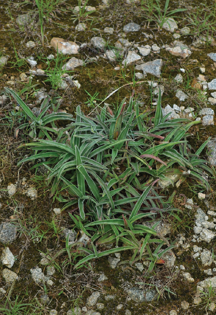 Cyanotis speciosa