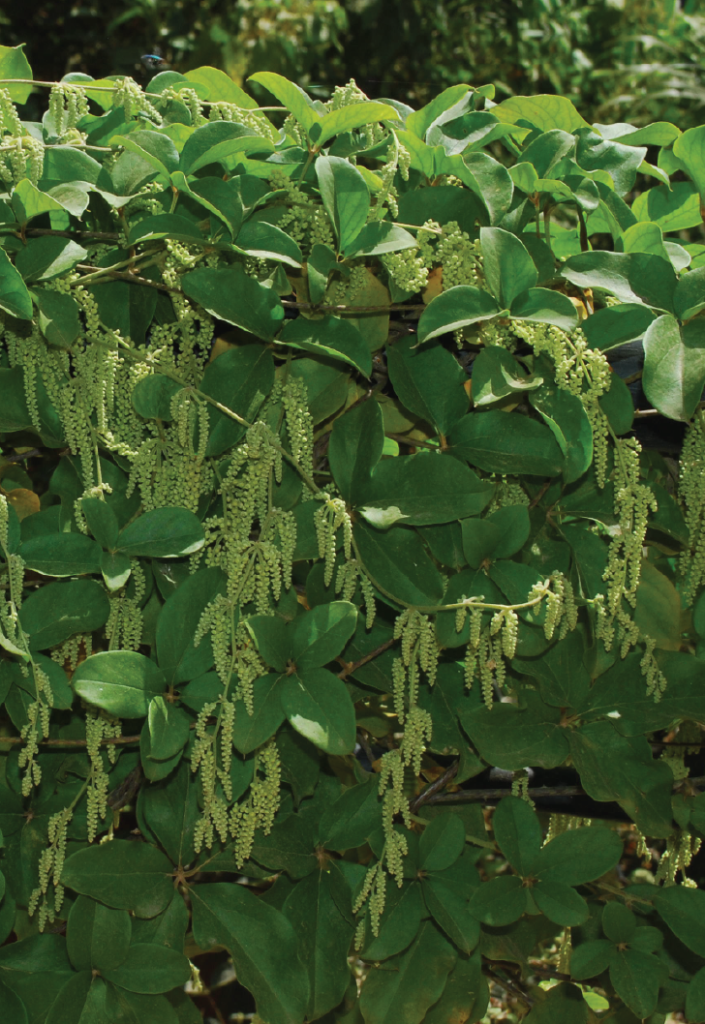Dioscorea pentaphylla