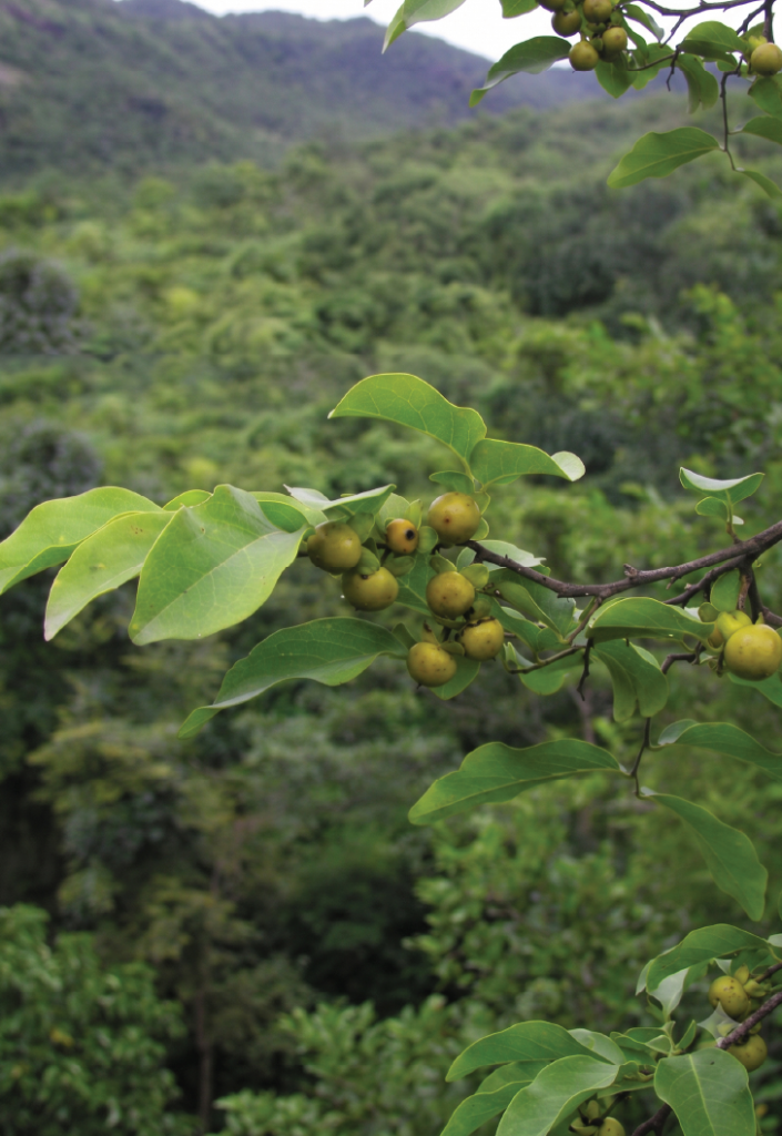 Diospyros melanoxylon