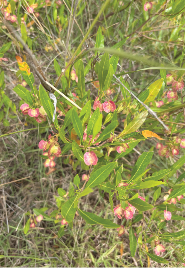 Dodonaea viscosa