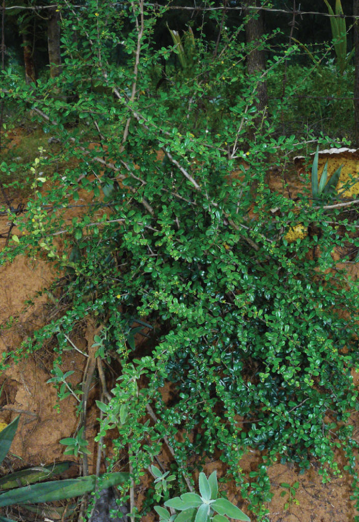 Ehretia microphylla