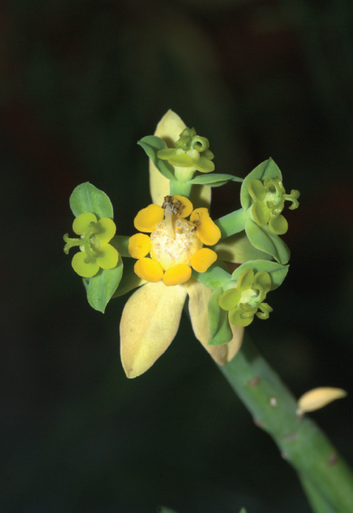 Euphorbia tirucalli