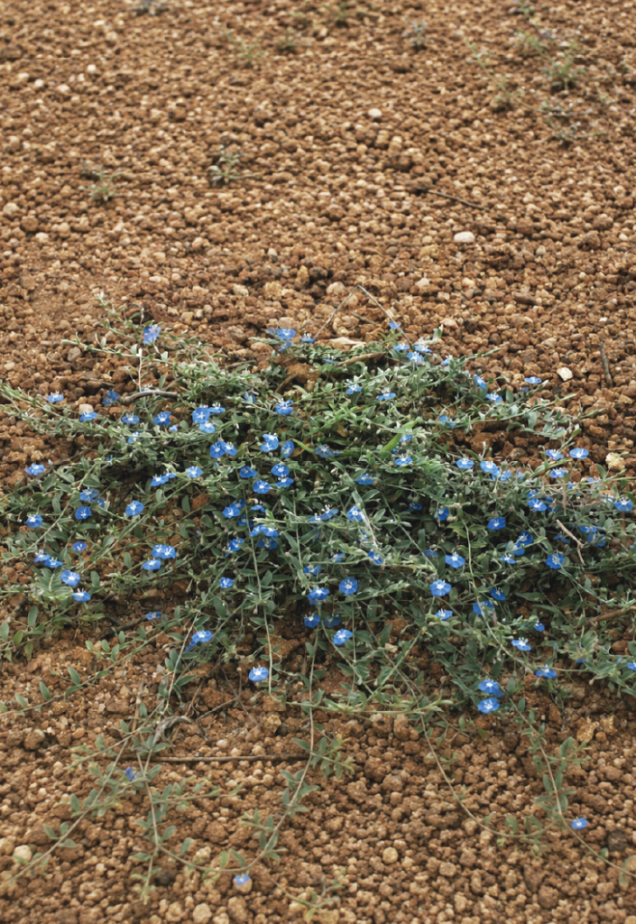 Evolvulus alsinoides