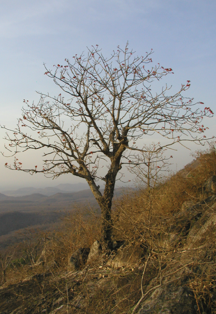 Firmiana colorata