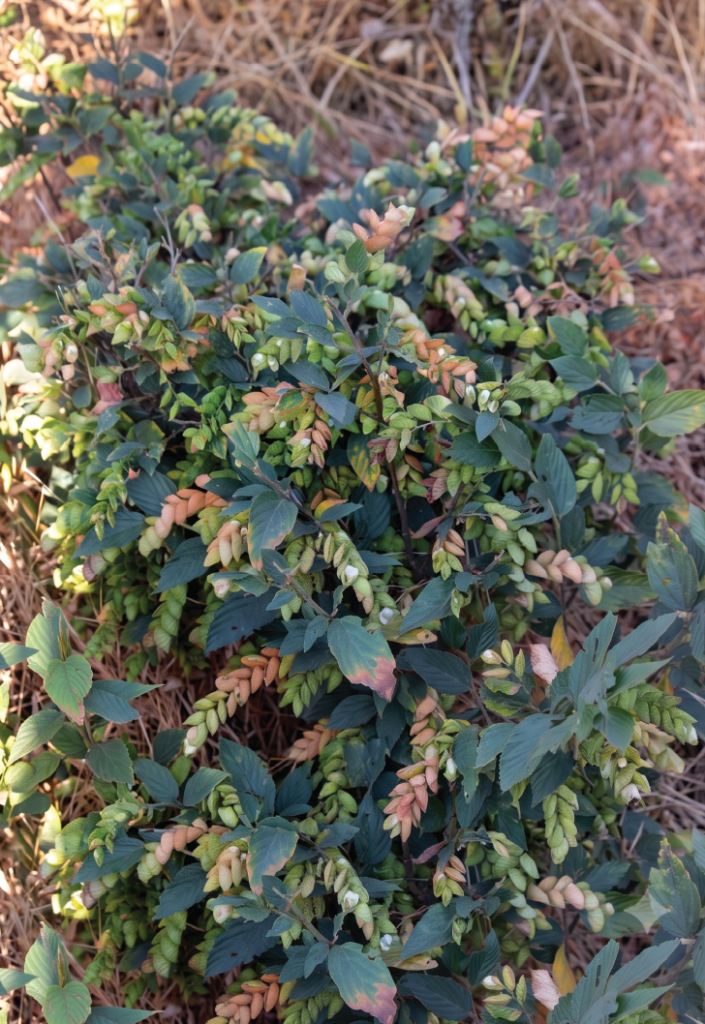 Flemingia strobilifera