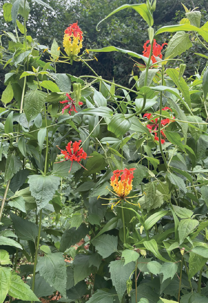 Gloriosa superba