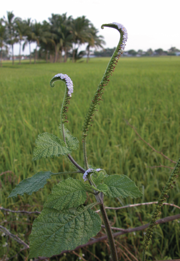 Heliotropium indicum