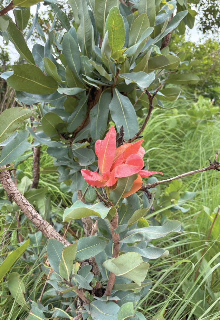 Ochna obtusata