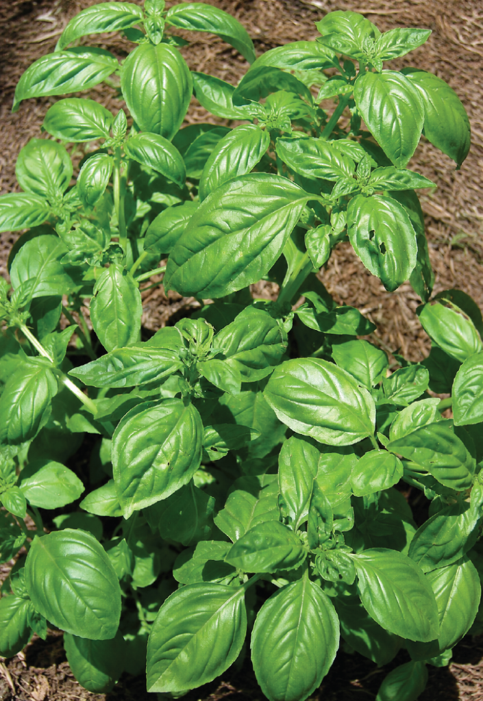 Ocimum basilicum