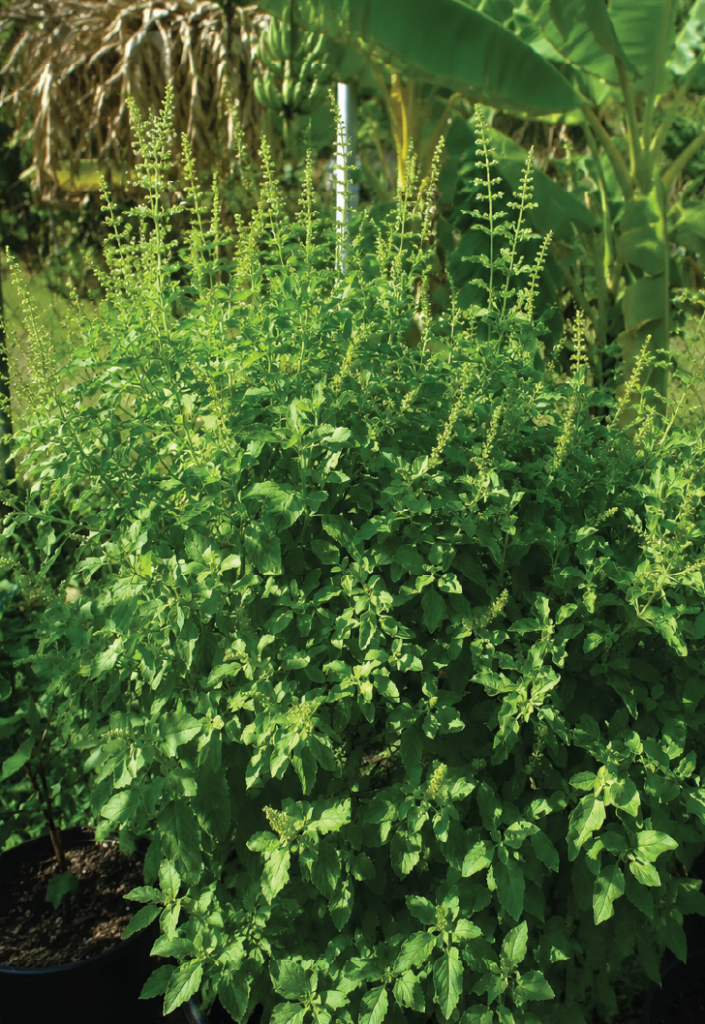 Ocimum tenuiflorum