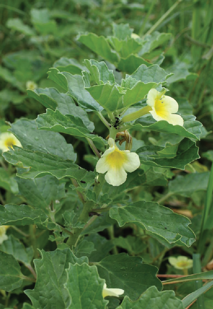Pedalium murex