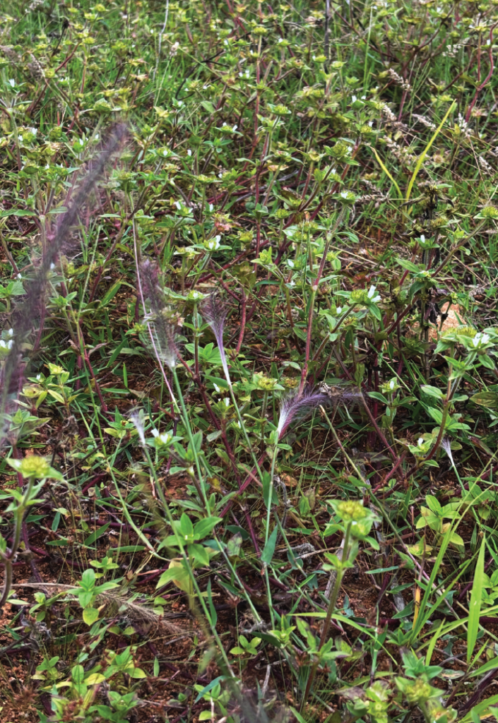 Perotis indica