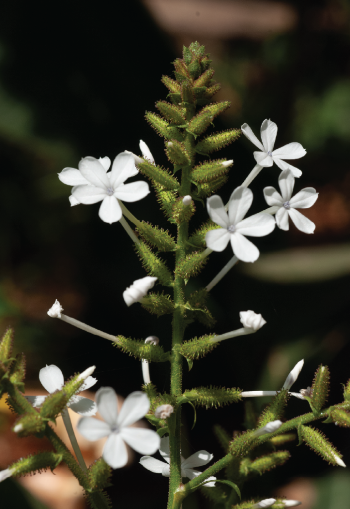 Plumbago zeylanica
