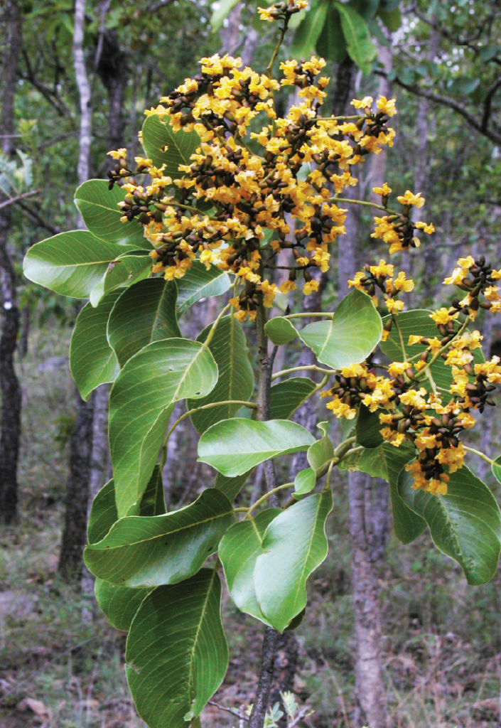 Pterocarpus marsupium