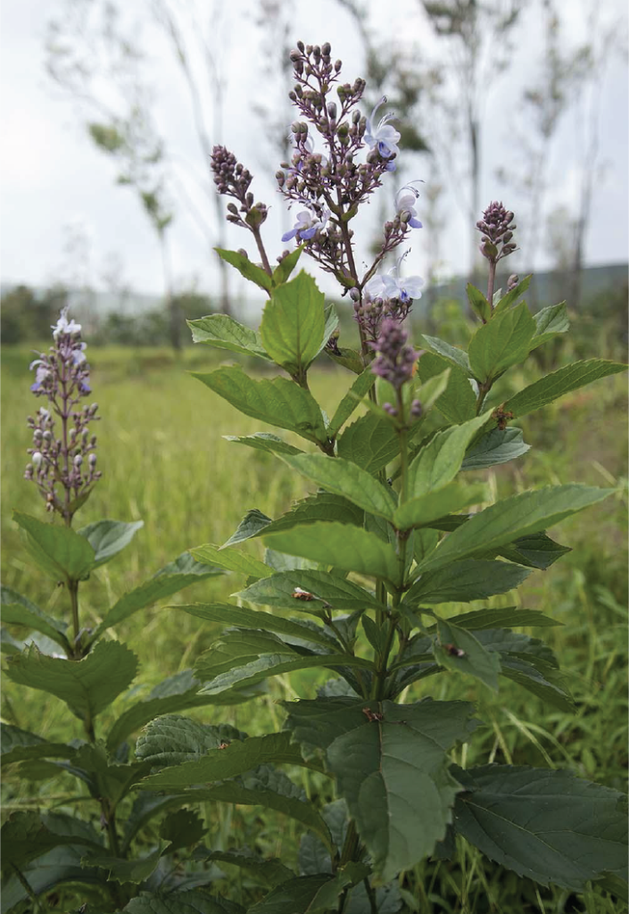 Rotheca serrata