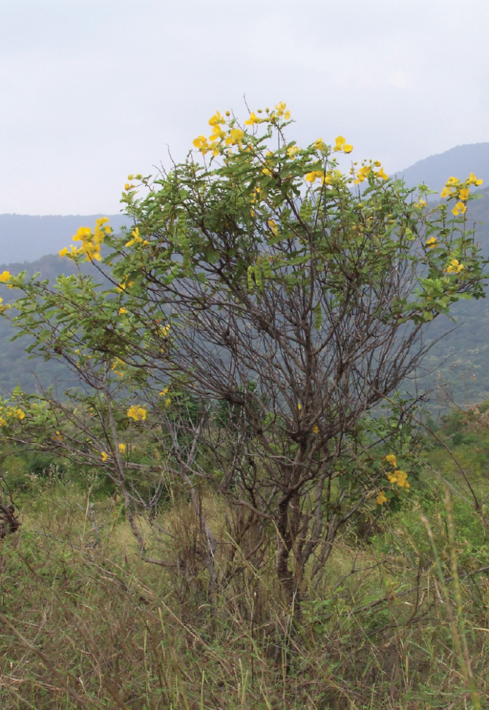 Senna auriculata