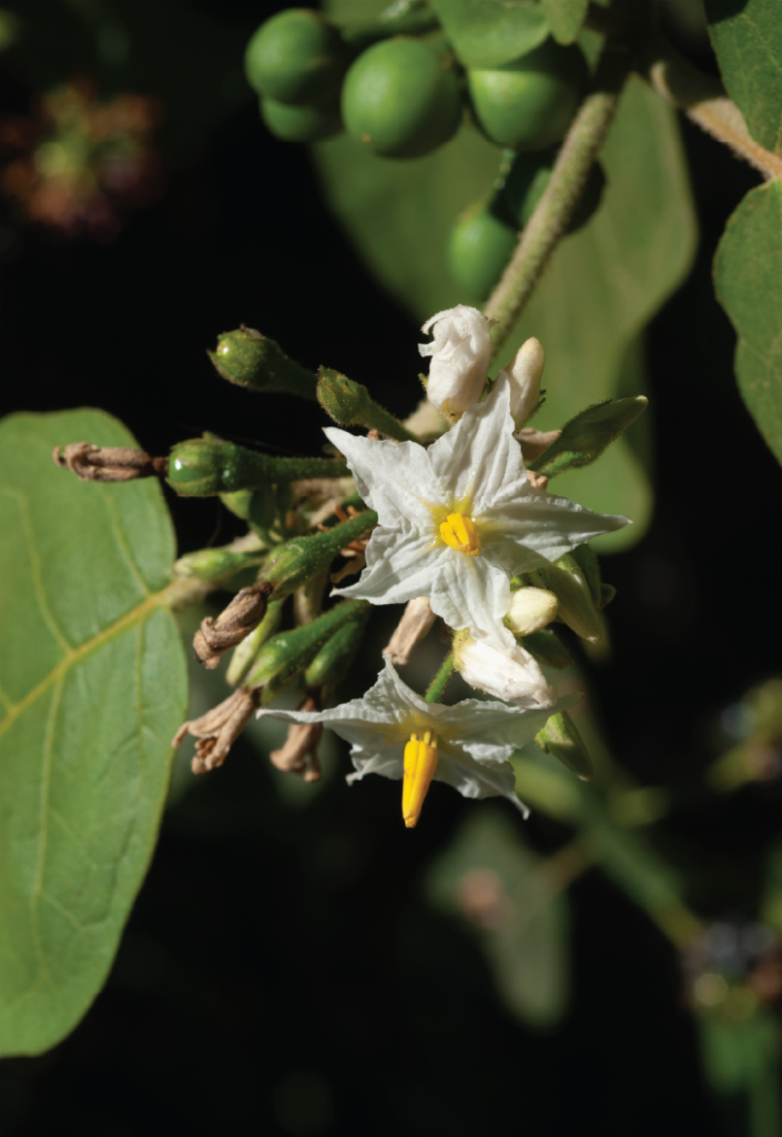 Solanum torvum