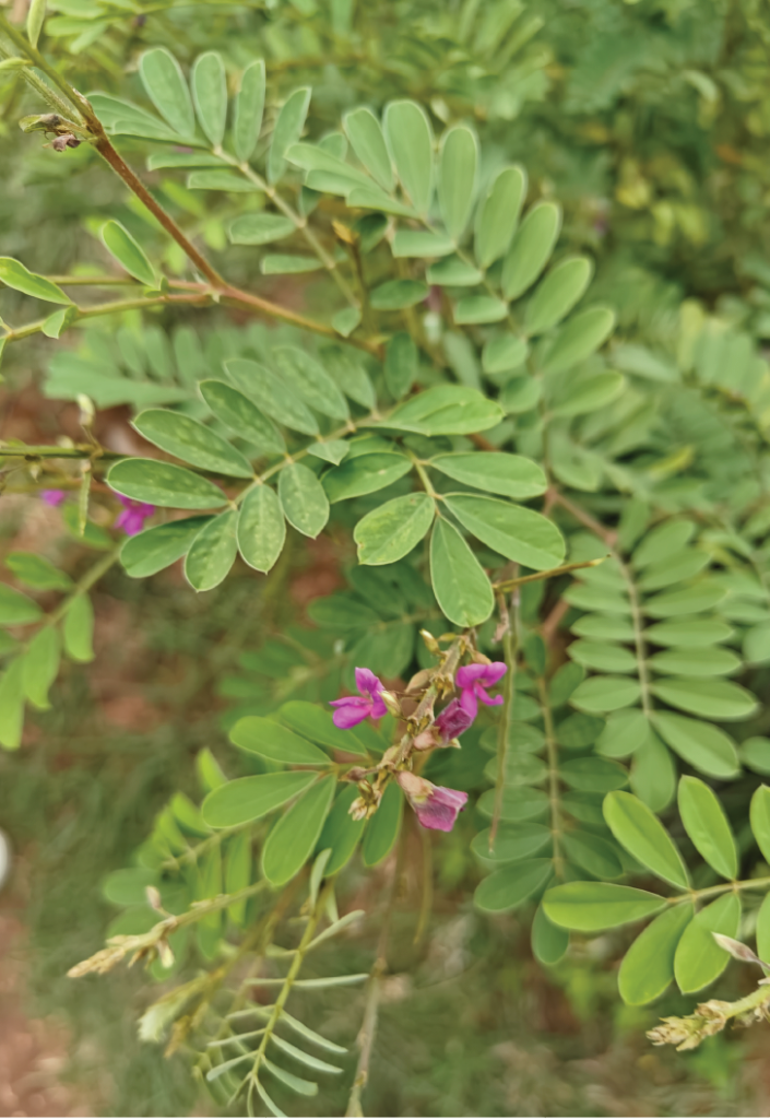Tephrosia purpurea