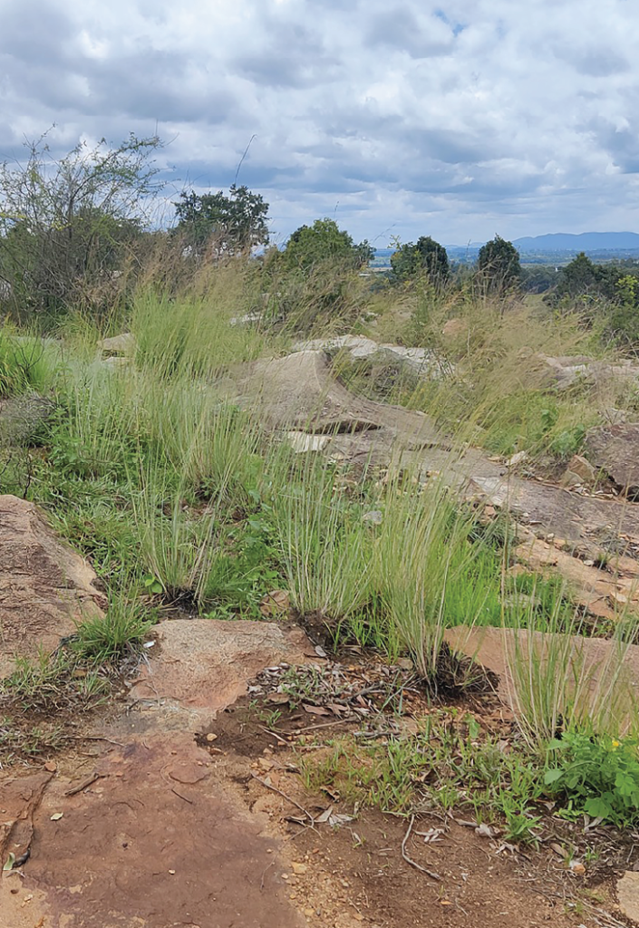 Themeda cymbraria