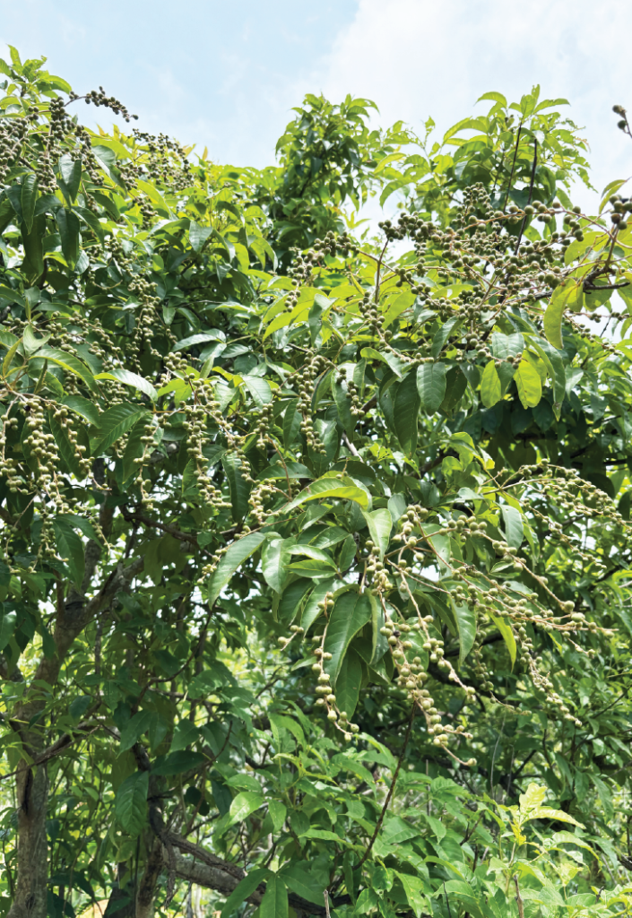 Vitex altissima